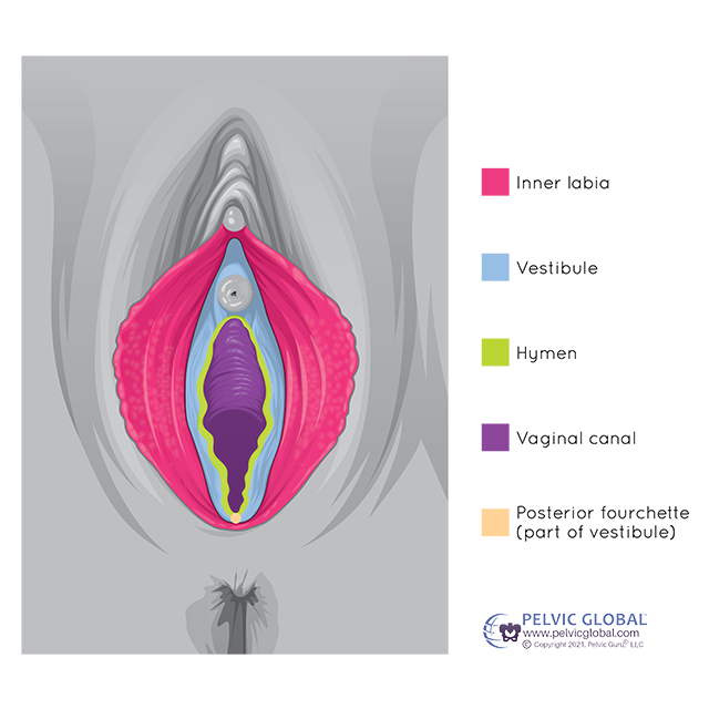 Labeled Vulva
